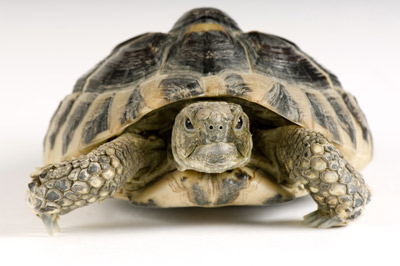 Do turtle shells grow back?