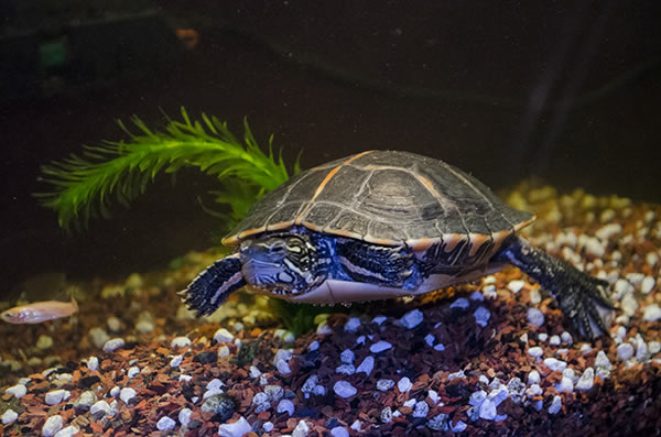 Do turtles need sand in their tank?