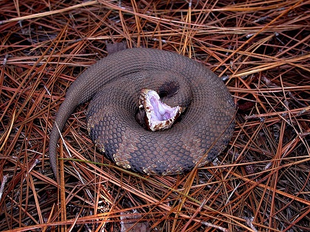 Do water moccasins live in Colorado?