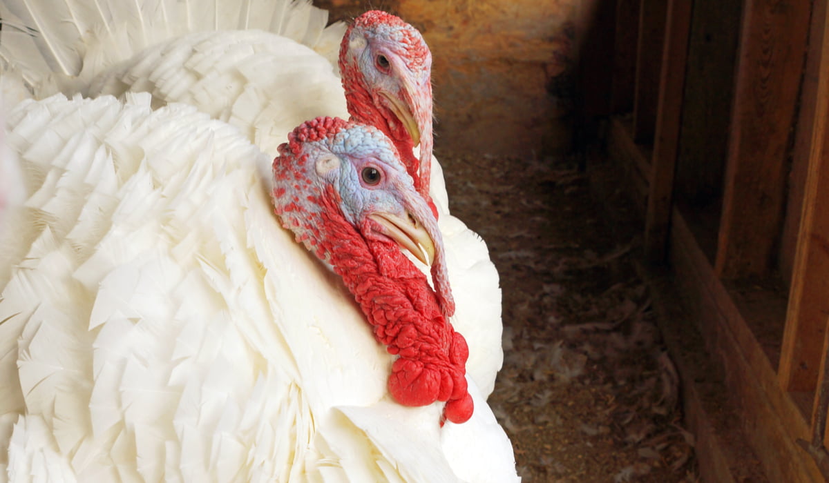 Do white turkeys have beards?