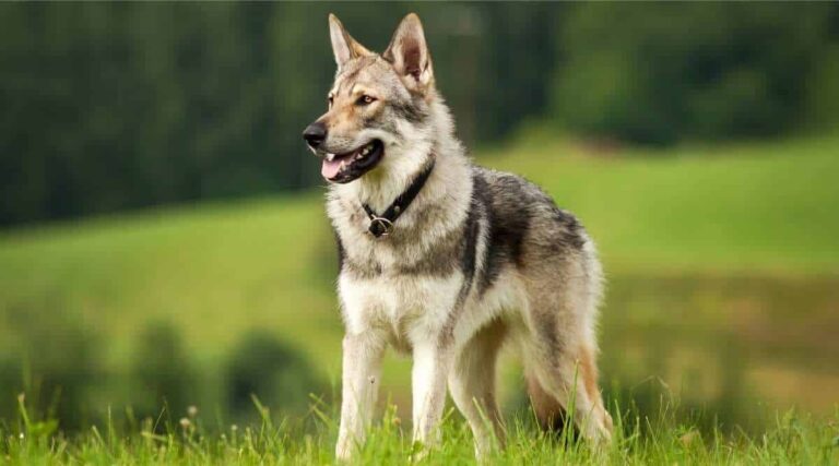 Do wolves lure dogs?