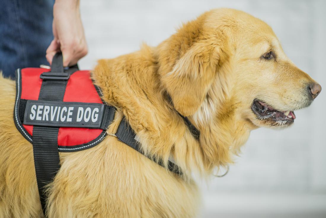Do you have to have a doctor’s note to have a service dog?