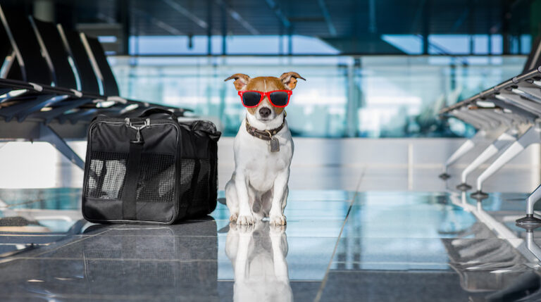 Do you have to pay extra to fly with a dog?