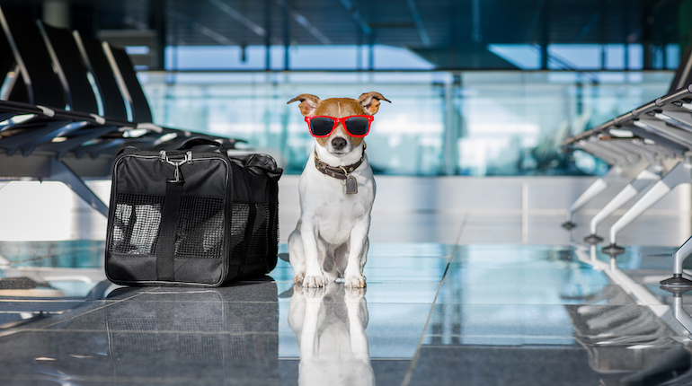 Do you have to pay extra to fly with a dog?