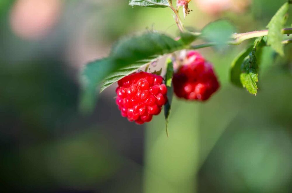 Do you have to strain raspberry seeds?