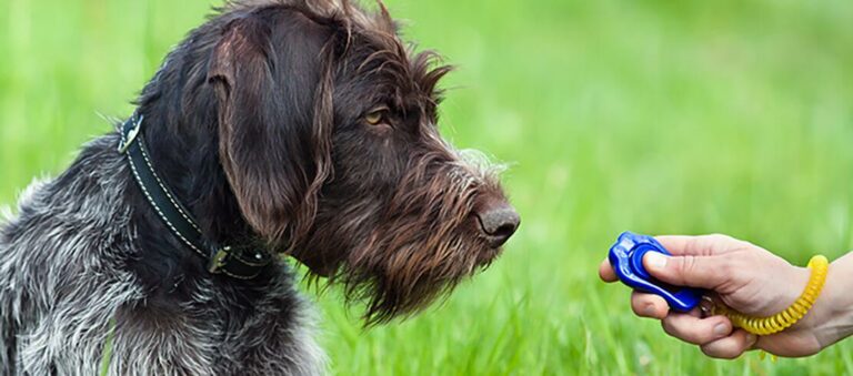 Do you need a clicker for clicker training?