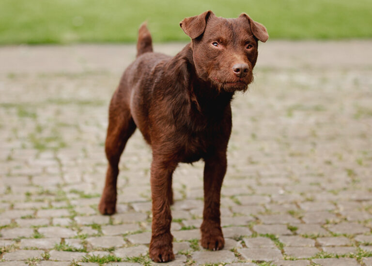 Does AKC recognize Patterdale terriers?