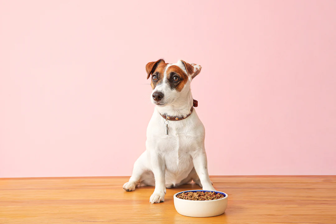 Question: Does chicken in dog food cause allergies?