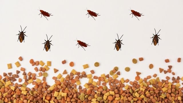 Does dry dog food attract roaches?