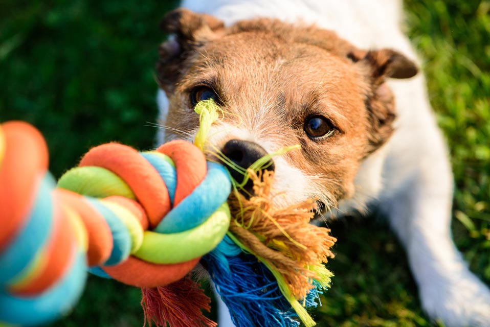 Does playing tug of war make dogs aggressive?