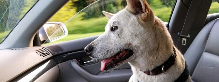 How Long Can dogs drive in a car?