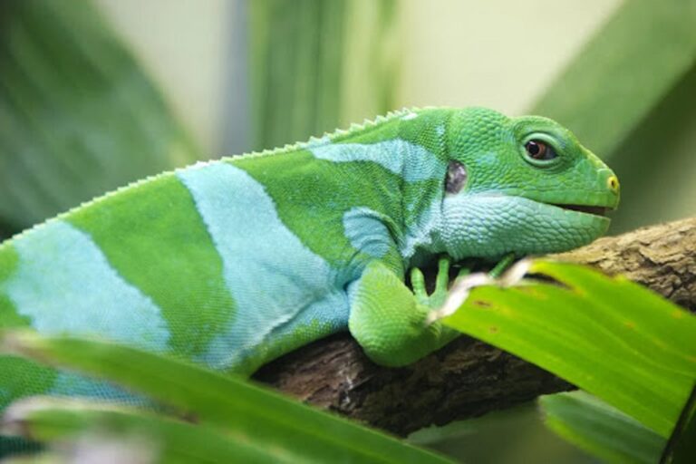 How big does a Fiji iguana get?