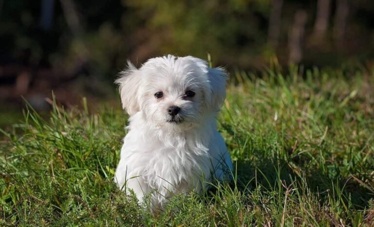 How big does a Maltese terrier mix get?