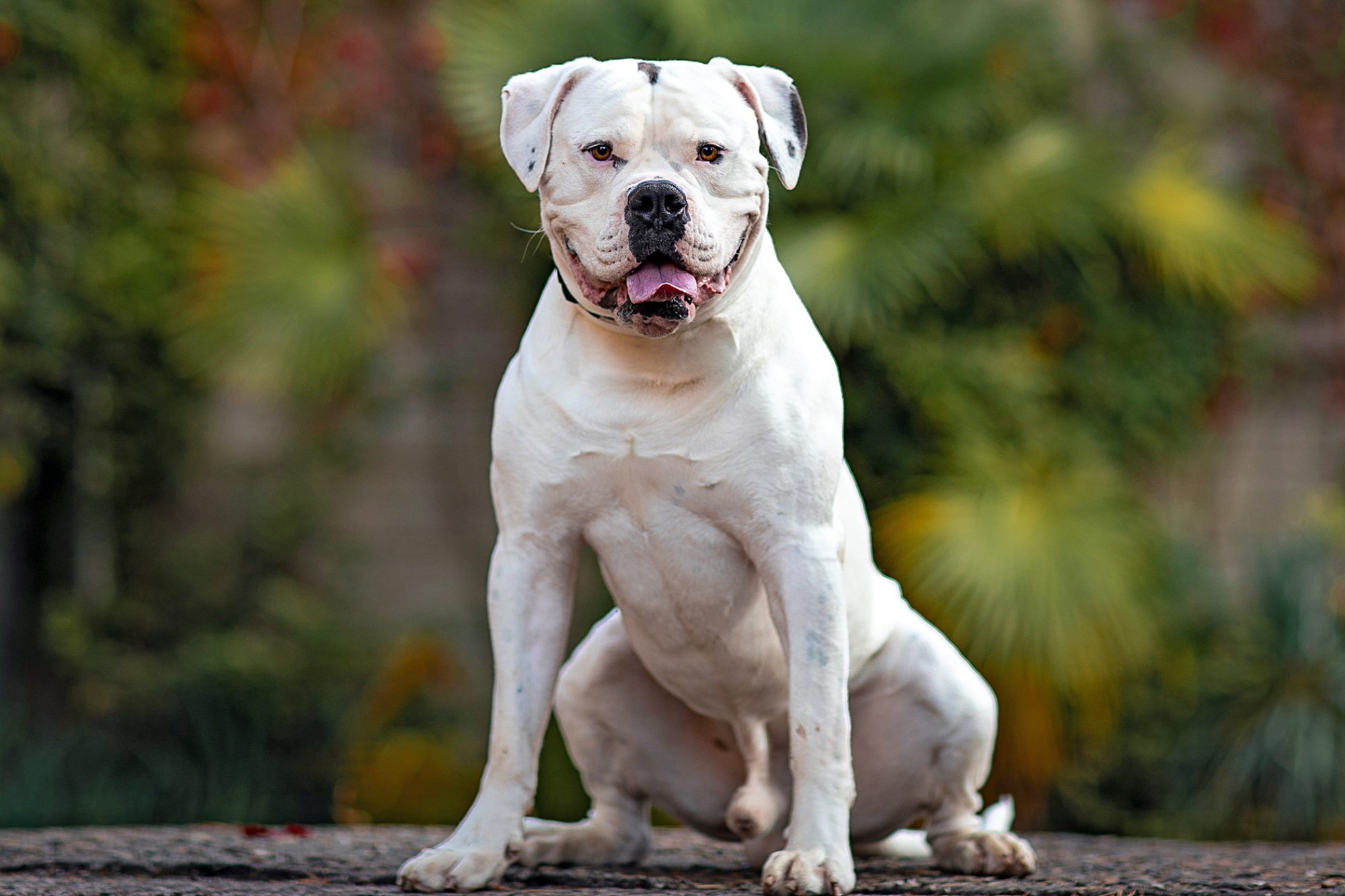 How big does an American Bulldog mix get?