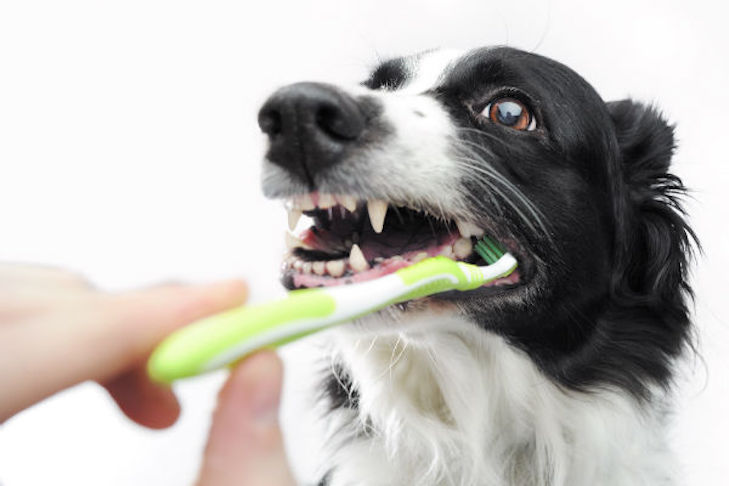 How can I clean my dog’s teeth naturally?