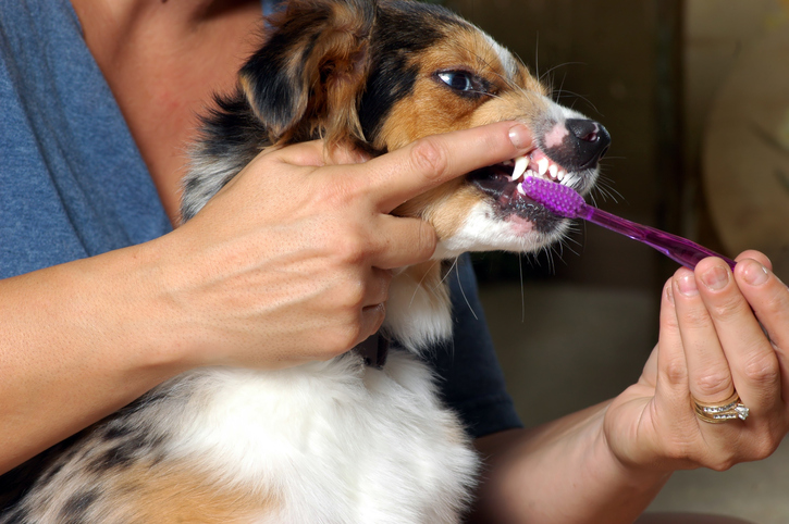 How can I get rid of my dogs bad breath?