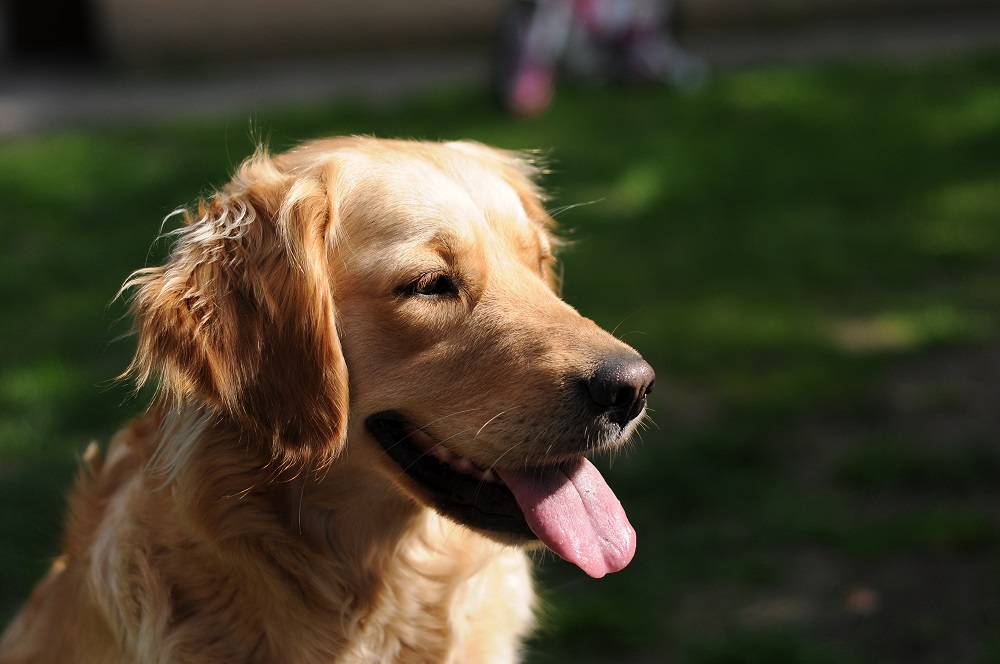 How can I help my dog with laryngeal paralysis?