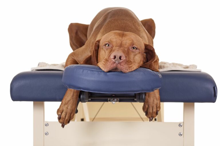 How can I relax my dog’s muscles?