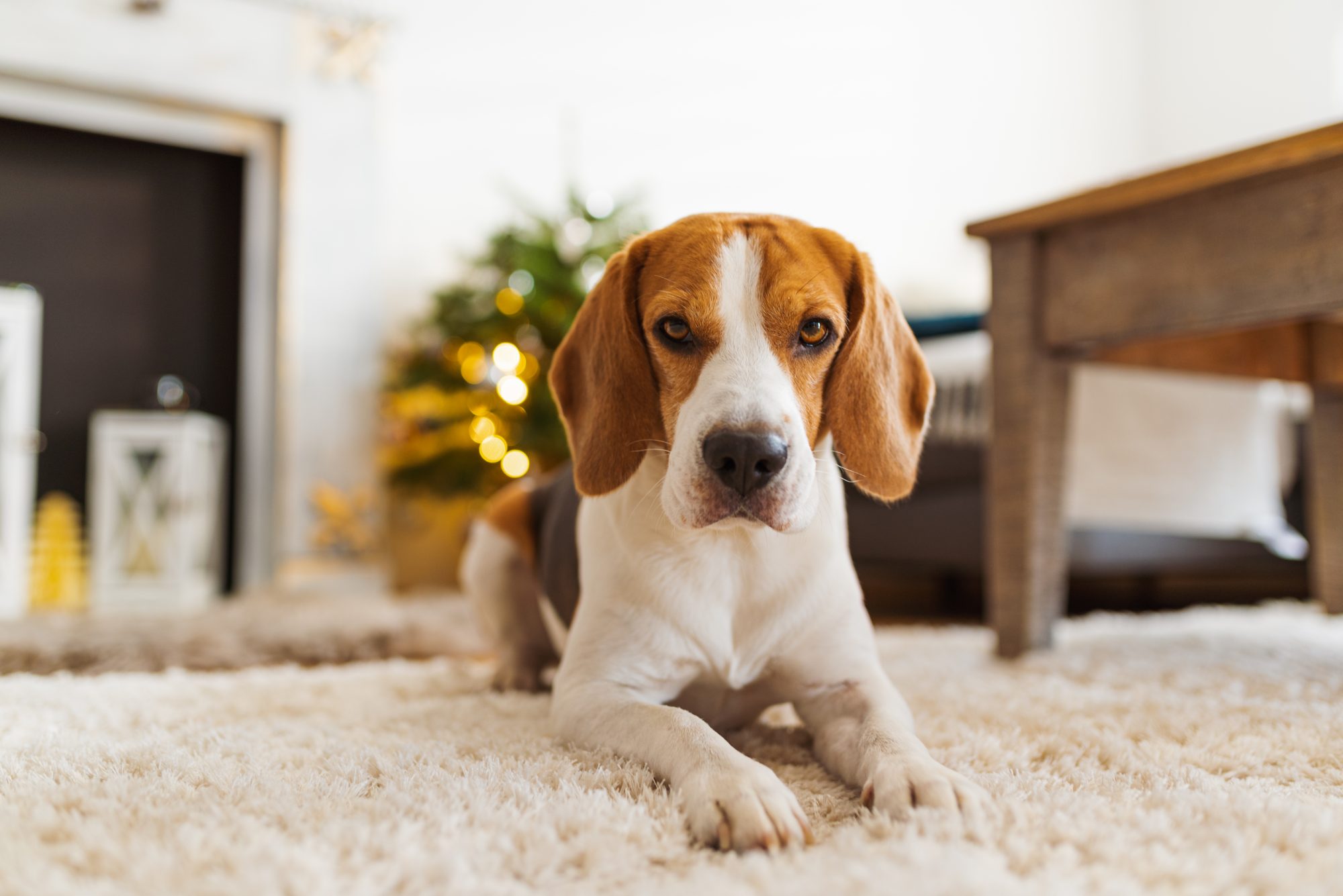 How can I stop my dog from scratching the carpet at night?