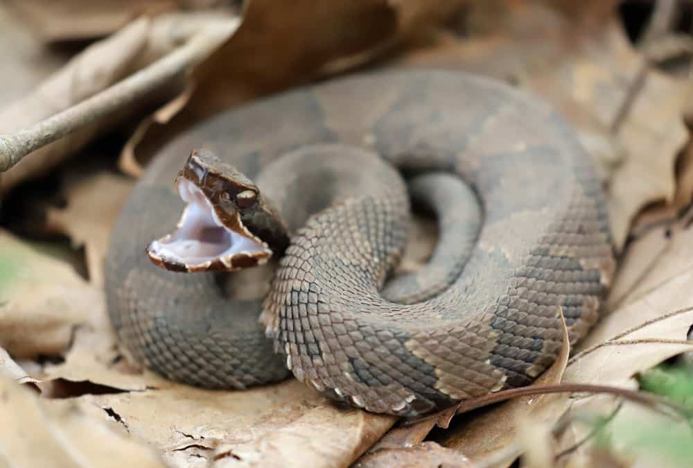 How can you tell a water snake from a water moccasin?