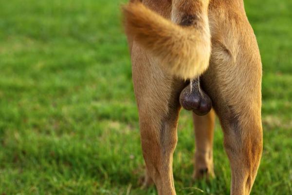How can you tell if your dogs balls are swollen?
