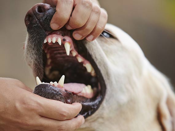 How common is oral cancer in dogs?
