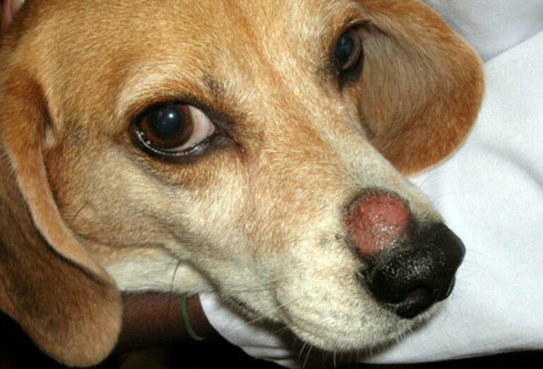 How contagious is ringworm from dog to human?