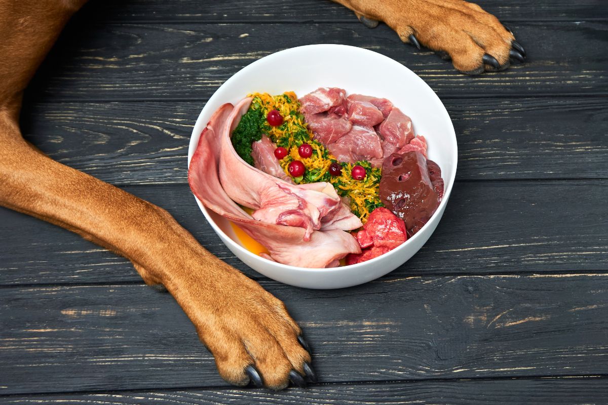 How do I feed my dog raw food?