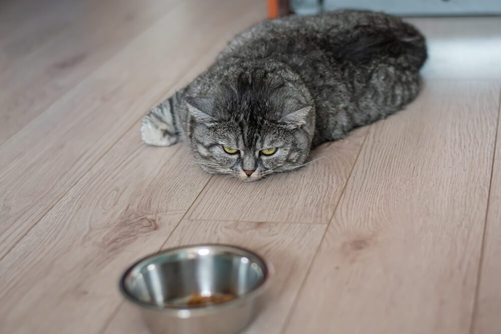 How do I get my cat to stop throwing up after eating?