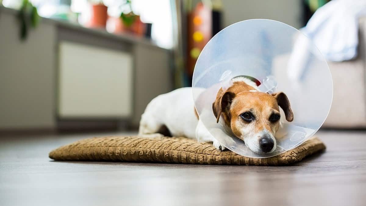 How do I get my dog to stop playing after surgery?