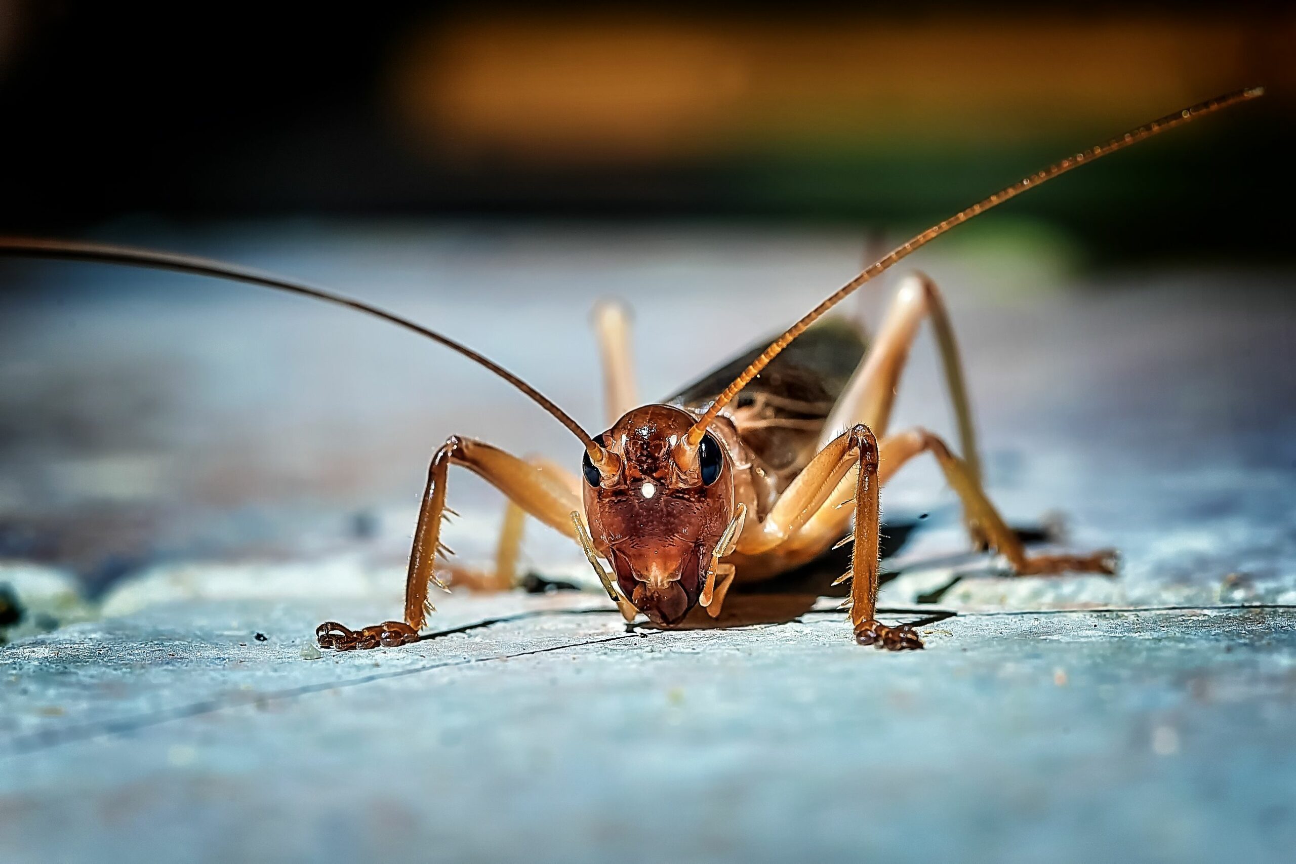How do I get rid of crickets outside?
