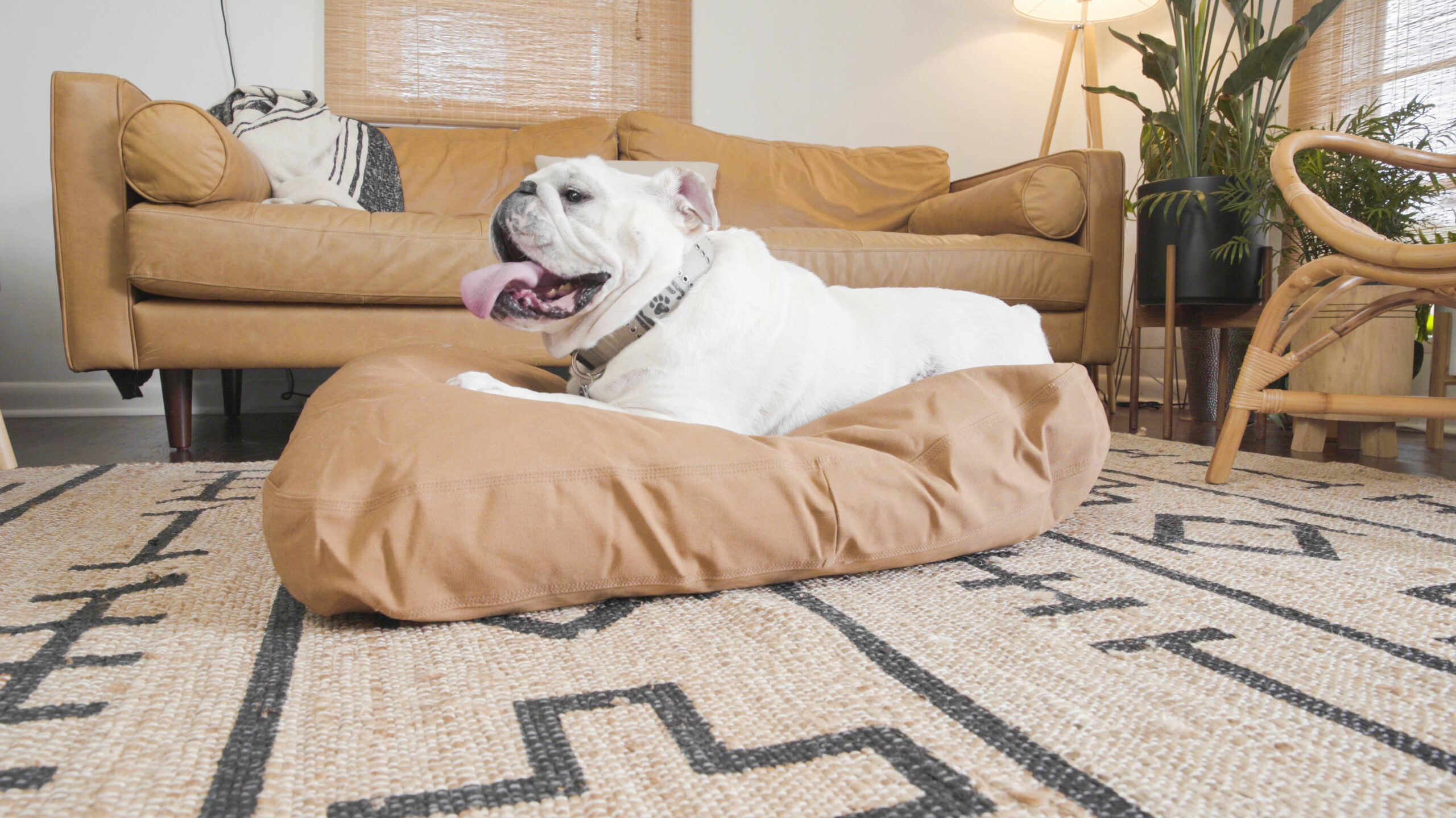 How do I get the dog smell out of my dogs bed?
