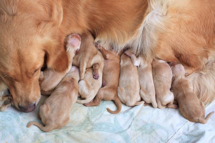 How do I help my dog give birth at home?