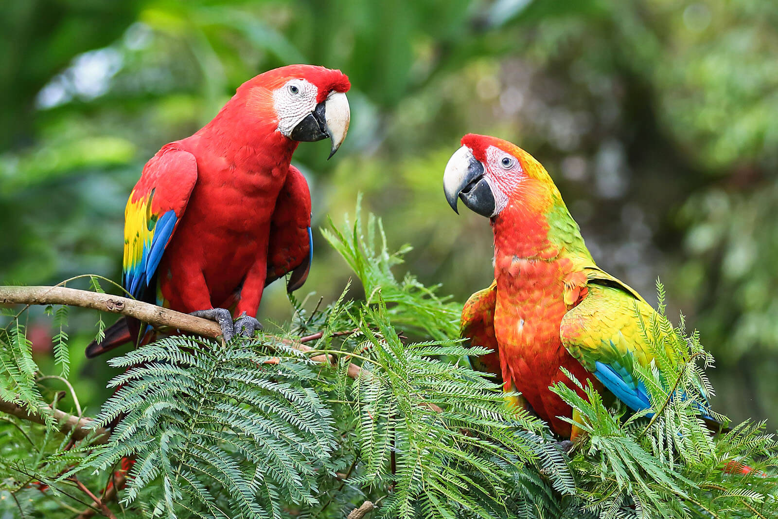 How do I know if my Conure wants to mate?