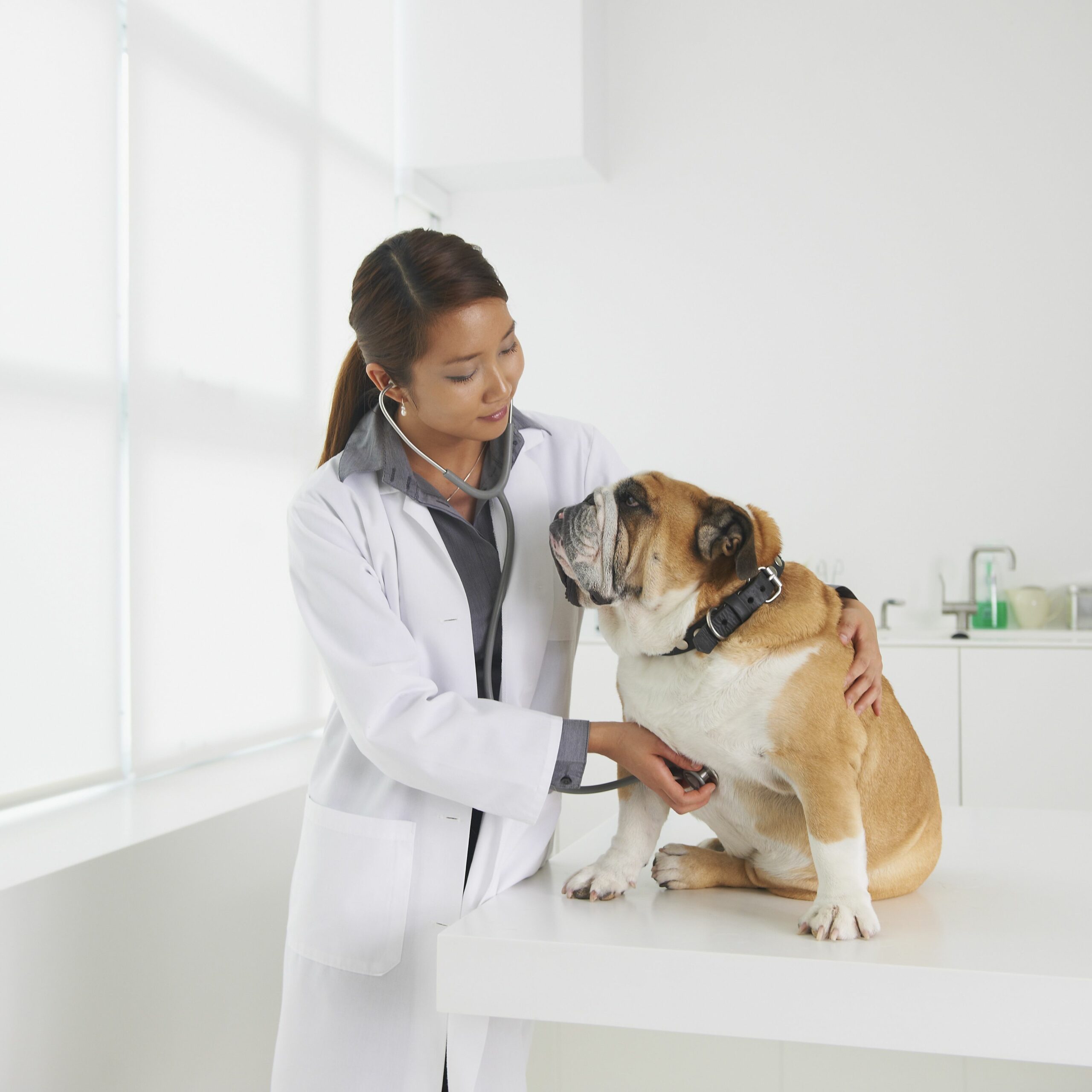How do I know if my dog has tracheal collapse?