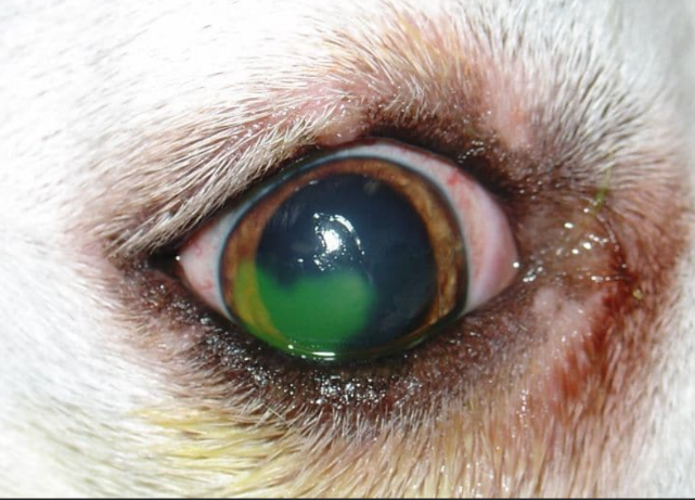 How do I know if my dogs eye ulcer is healing?