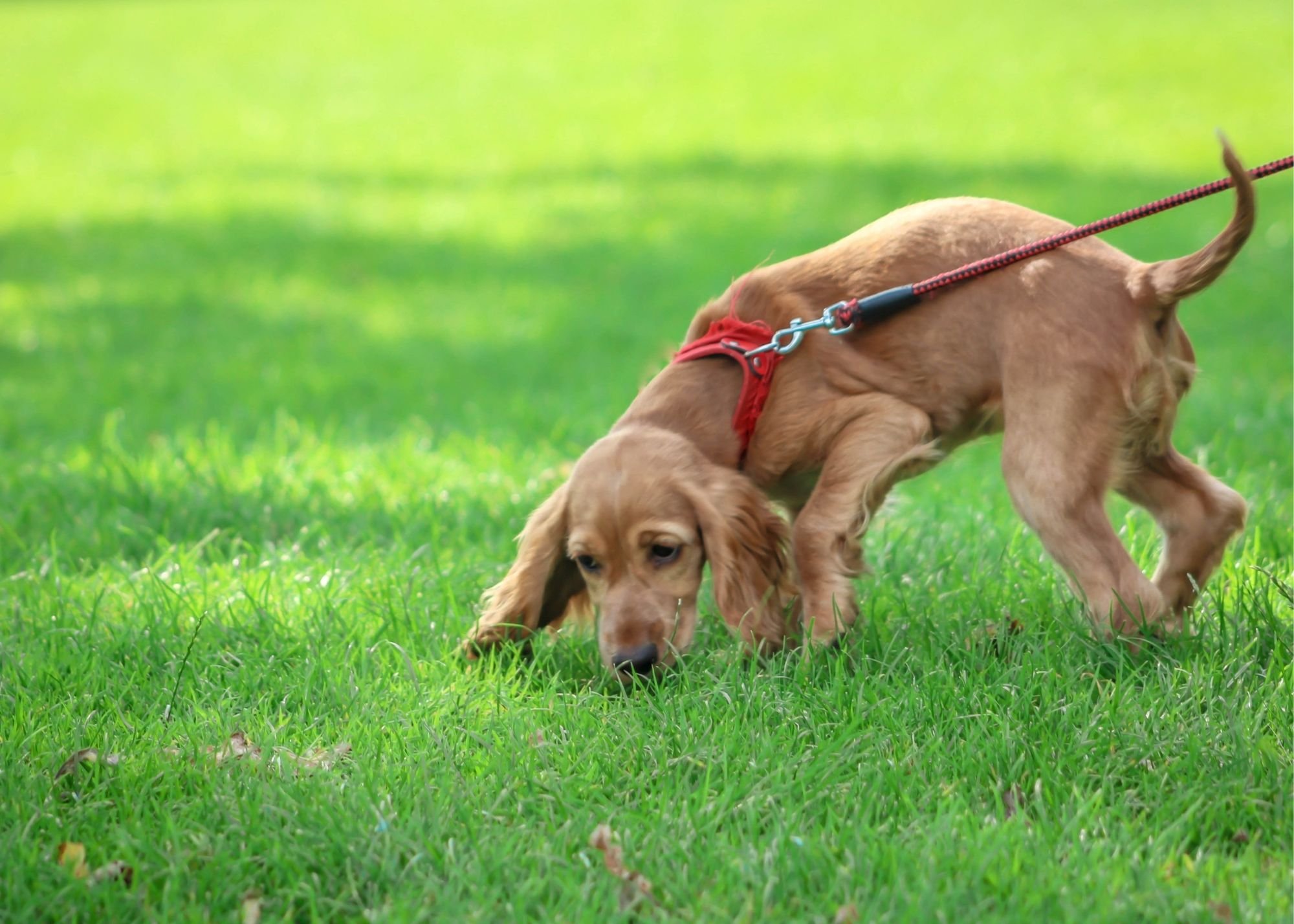 How do I stop my dog from excessive sniffing?