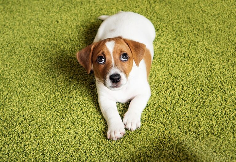 How do I stop my dog from laying on the rug?