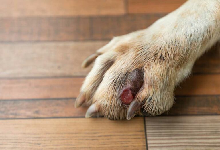 How do I treat my dogs infected toe?