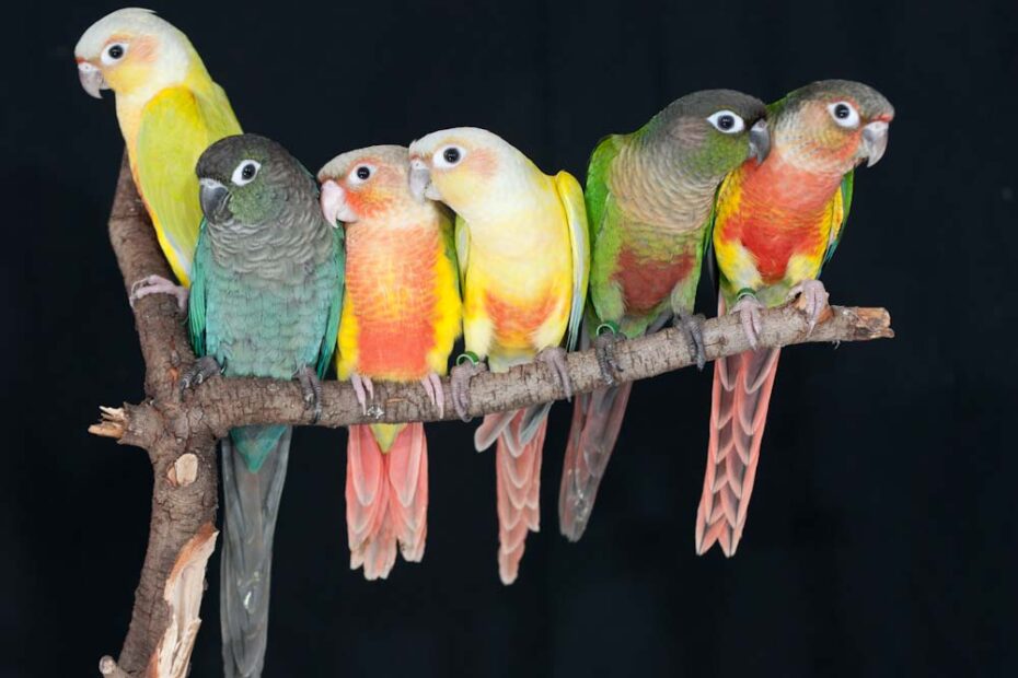 How do conures mate?