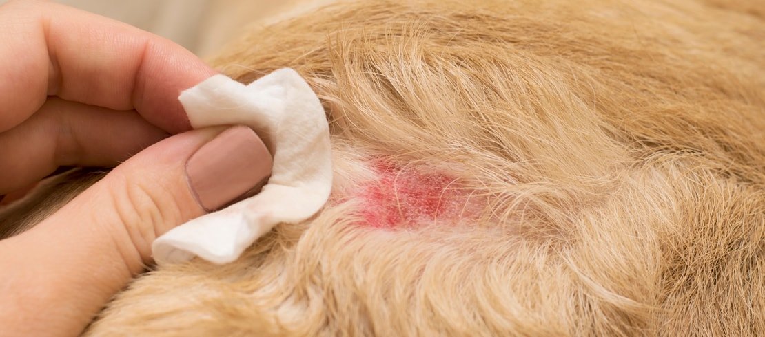 How do dogs get flea bites?