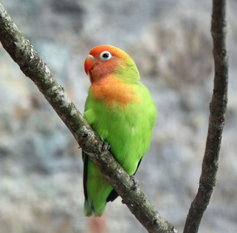 How do you bond with a peach faced lovebird?