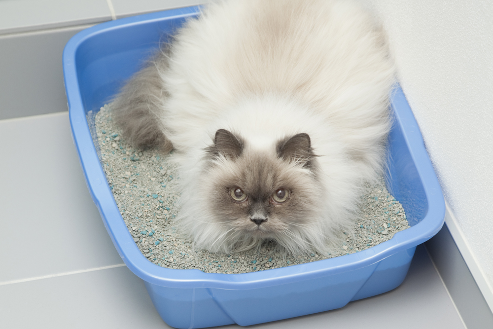 How do you change a cat's litter box position?