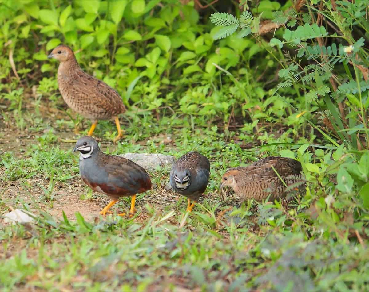 How do you check a quails health?