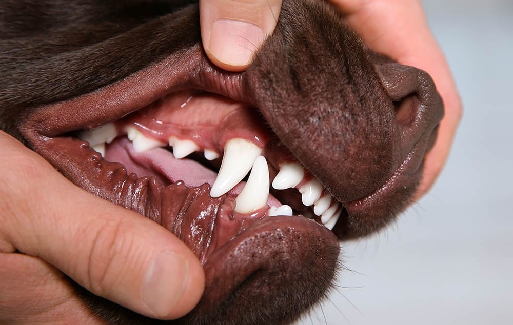 How do you clean a dog’s teeth?