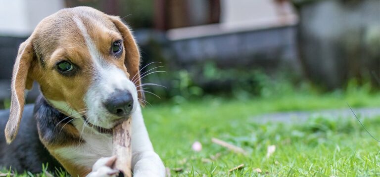 Frequent question: How do you cut a dog’s whiskers?