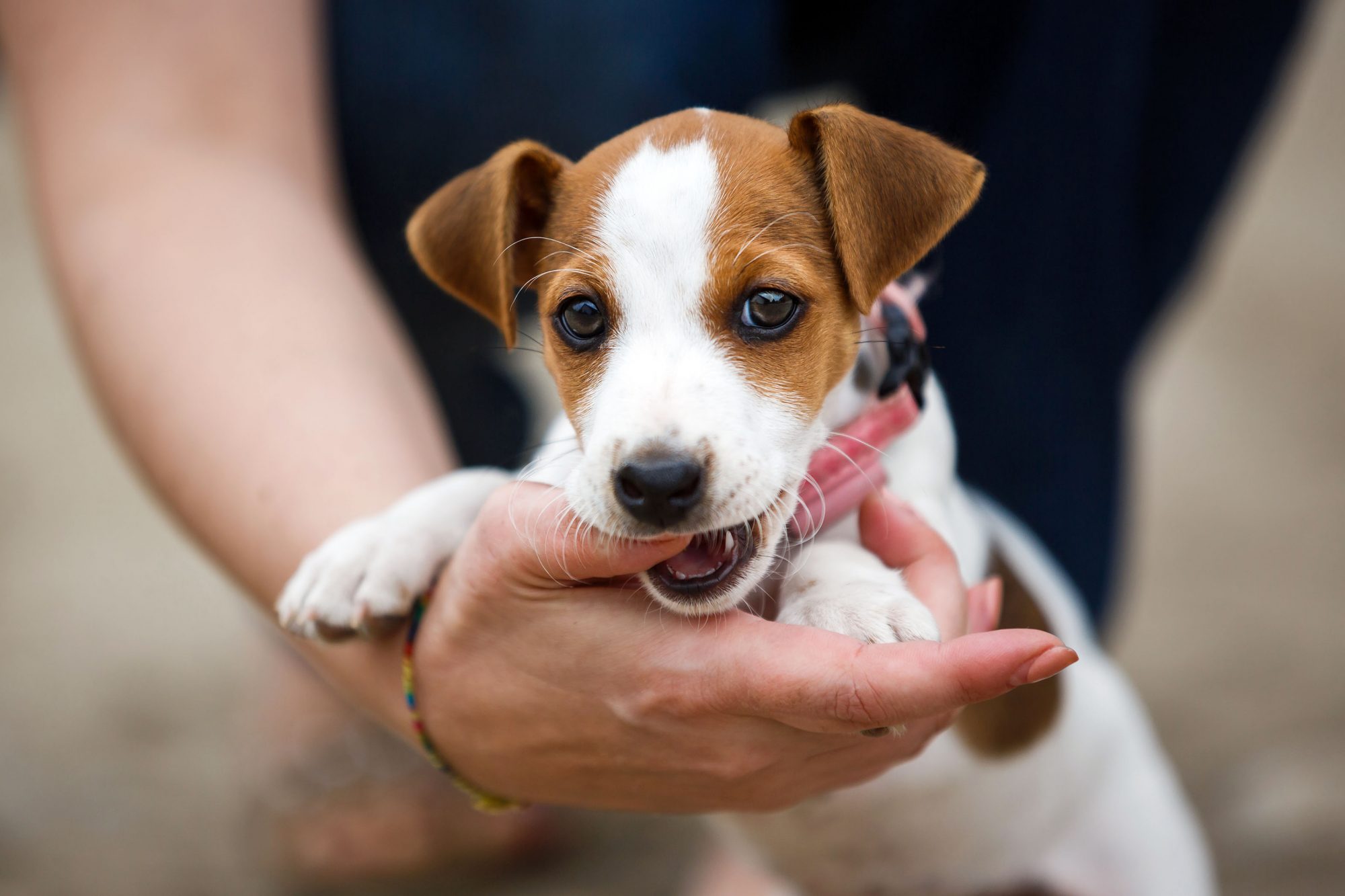 How do you discipline a pitbull puppy for biting?