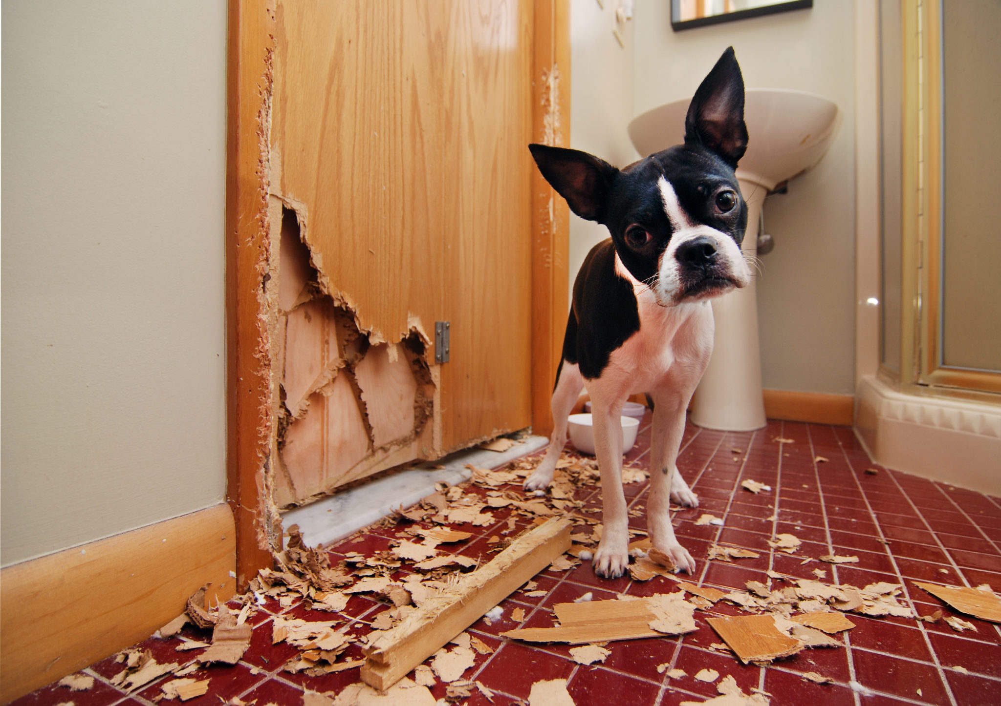 How do you fix destructive behavior in dogs?