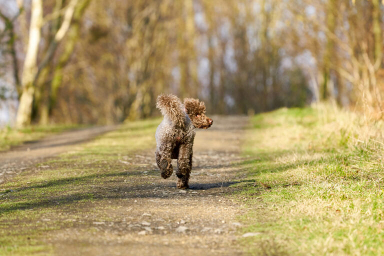 How do you get a loose dog that won’t come to you?