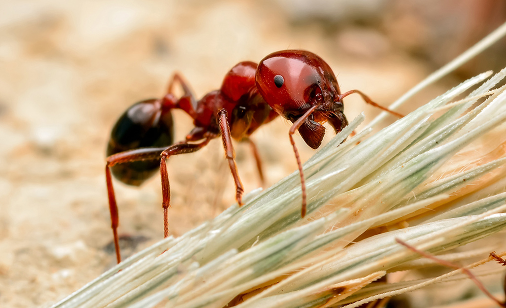 How do you get rid of fire ants naturally?